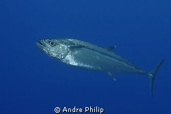 close encounter with a big dogtooth tuna by Andre Philip 